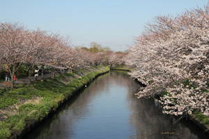 hanami 011amanuma.jpg